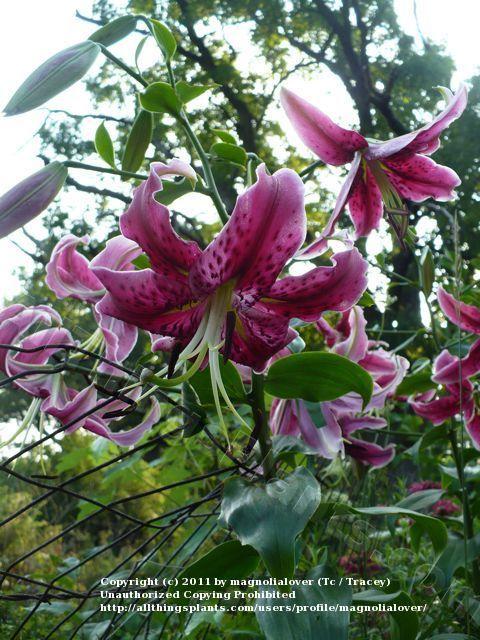 Photo of Lily (Lilium 'Miss Feya') uploaded by magnolialover