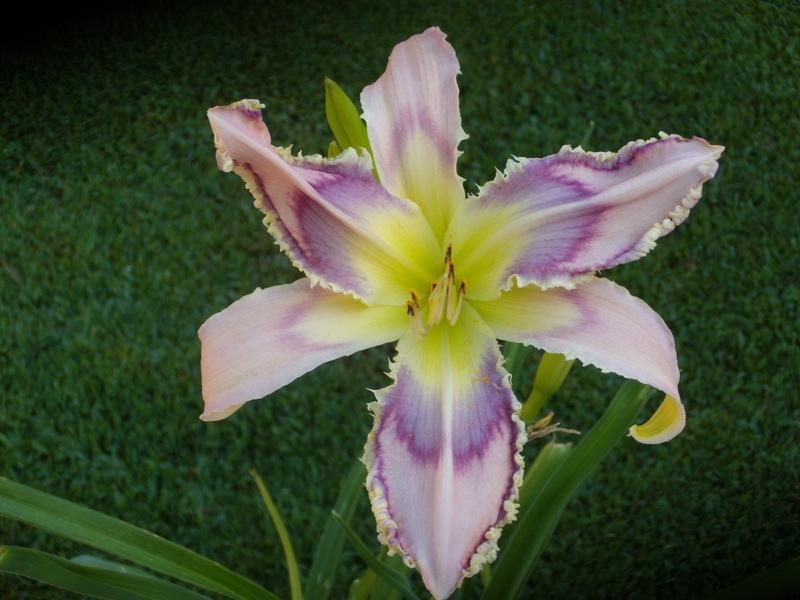 Photo of Daylily (Hemerocallis 'Entwined in the Vine') uploaded by Betja