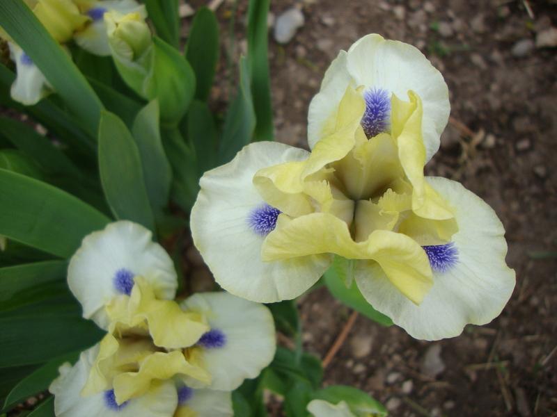 Photo of Standard Dwarf Bearded Iris (Iris 'Island Sun') uploaded by Paul2032