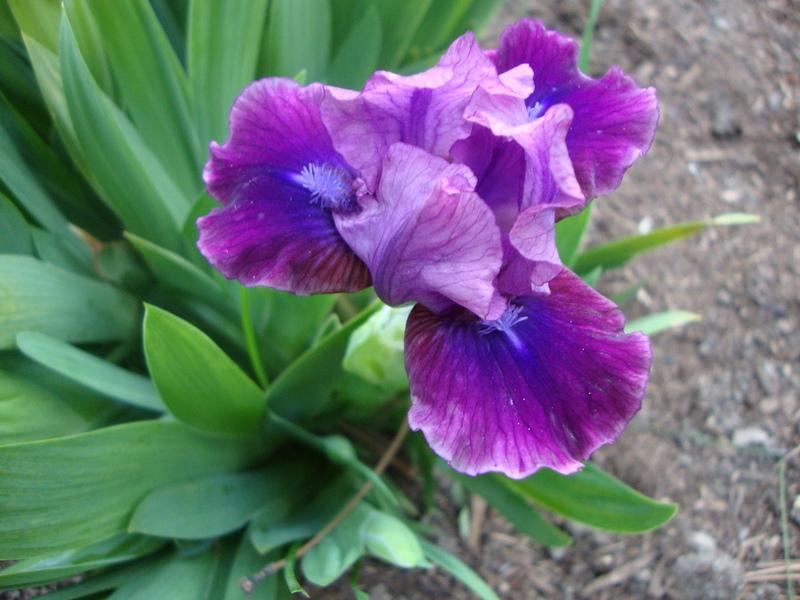Photo of Standard Dwarf Bearded Iris (Iris 'Plum Twist') uploaded by Paul2032