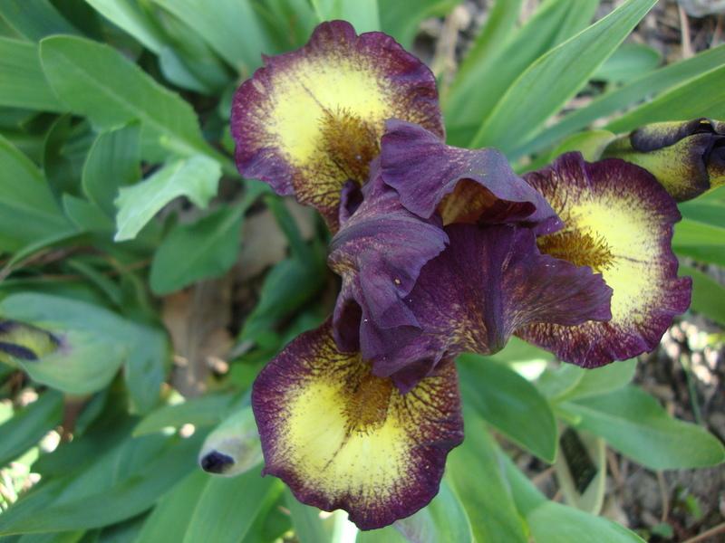 Photo of Standard Dwarf Bearded Iris (Iris 'Ballistic') uploaded by Paul2032