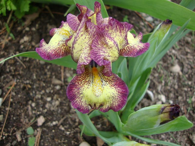 Photo of Standard Dwarf Bearded Iris (Iris 'Kaching') uploaded by Paul2032