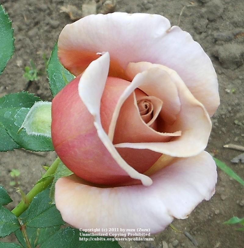 Photo of Rose (Rosa 'Koko Loko') uploaded by zuzu