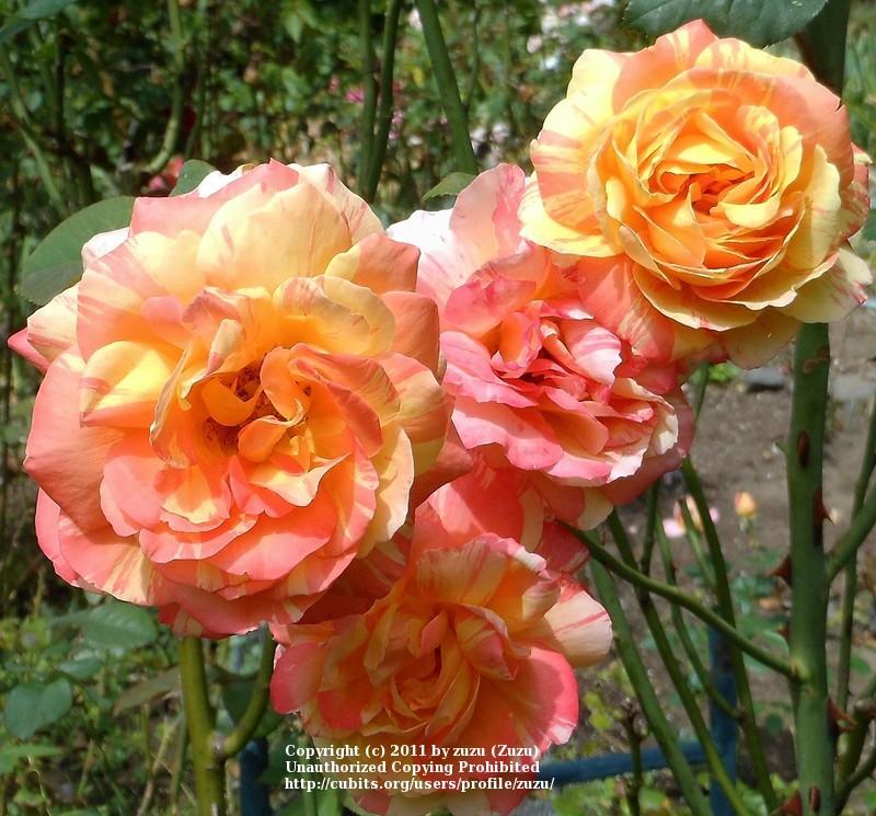 Photo of Rose (Rosa 'Rainbow Niagara') uploaded by zuzu