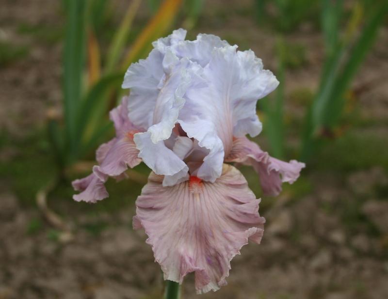 Photo of Border Bearded Iris (Iris 'I'm Dreaming') uploaded by KentPfeiffer