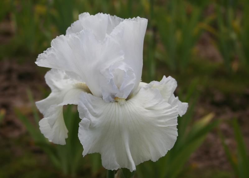 Photo of Tall Bearded Iris (Iris 'Emma's Laughter') uploaded by KentPfeiffer