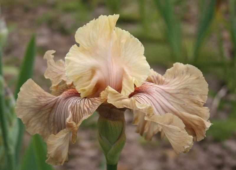 Photo of Tall Bearded Iris (Iris 'Just Crazy') uploaded by KentPfeiffer