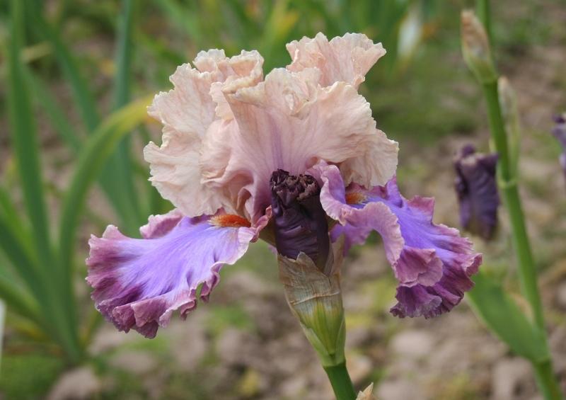Photo of Tall Bearded Iris (Iris 'Luxuriant Lothario') uploaded by KentPfeiffer