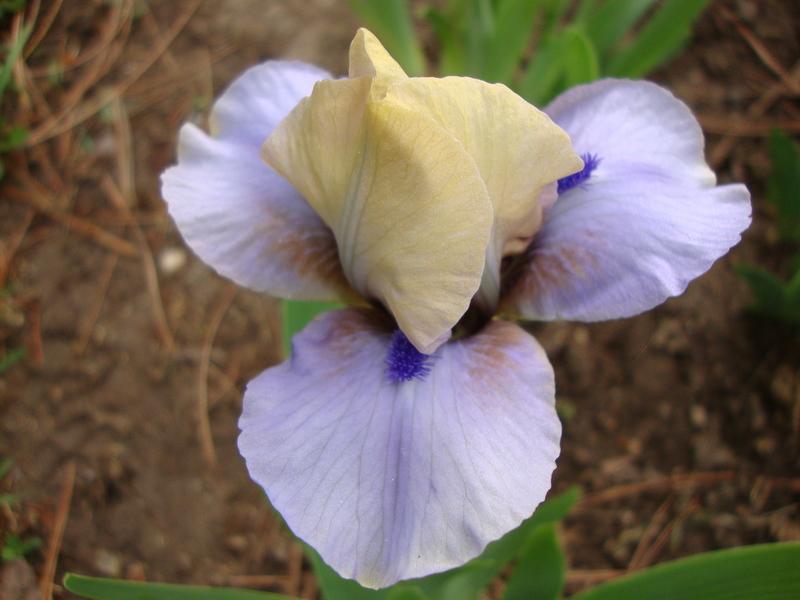 Photo of Standard Dwarf Bearded Iris (Iris 'Dime') uploaded by Paul2032