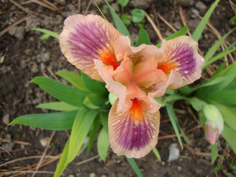 Photo of Standard Dwarf Bearded Iris (Iris 'Absolute Joy') uploaded by Paul2032