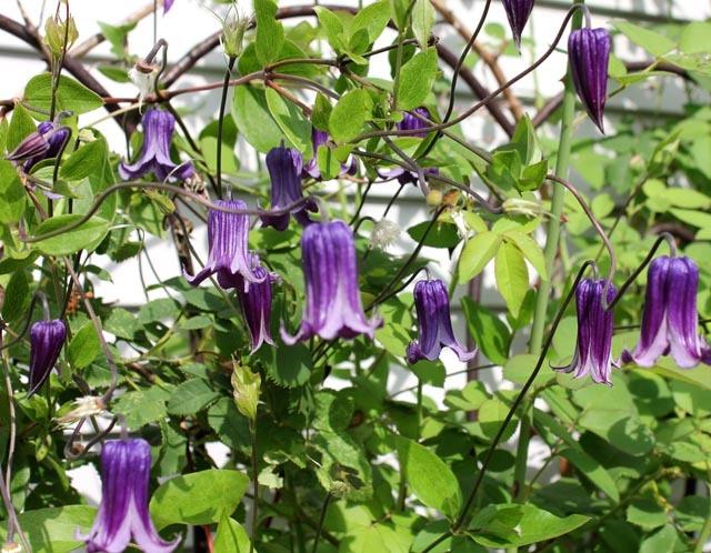 Photo of Clematis 'Roguchi' uploaded by Cottage_Rose