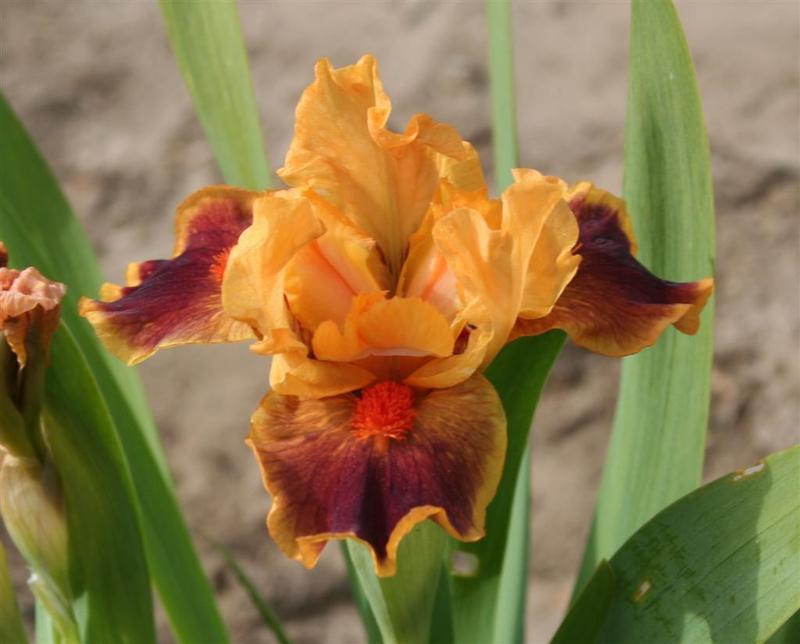 Photo of Standard Dwarf Bearded Iris (Iris 'Color Blind') uploaded by KentPfeiffer