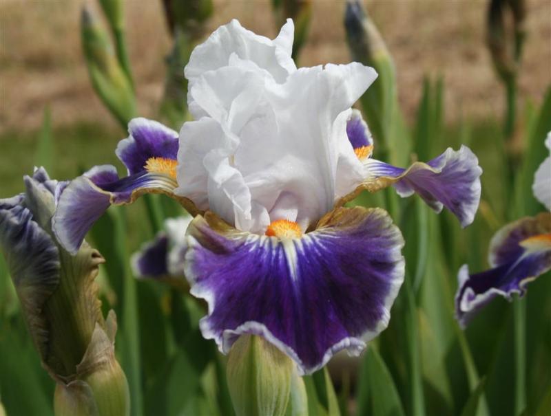 Photo of Intermediate Bearded Iris (Iris 'Dazzling') uploaded by KentPfeiffer