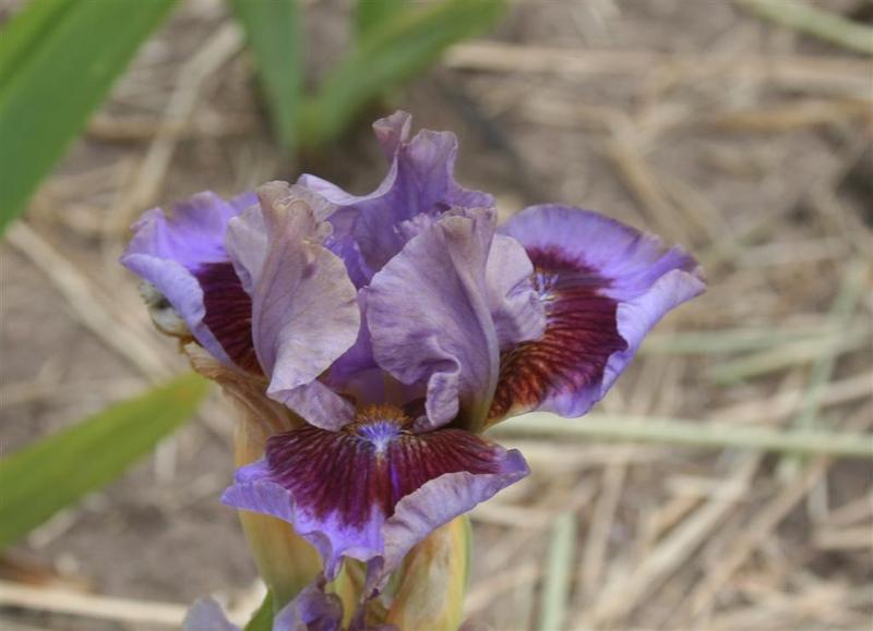 Photo of Standard Dwarf Bearded Iris (Iris 'Capiche') uploaded by KentPfeiffer