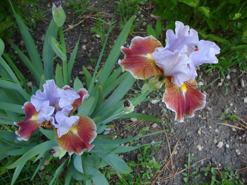 Photo of Intermediate Bearded Iris (Iris 'Man's Best Friend') uploaded by Paul2032