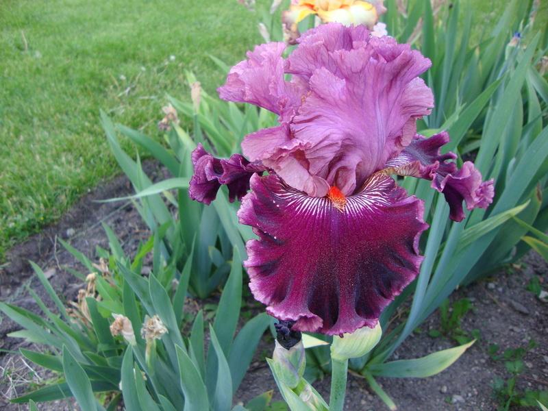 Photo of Tall Bearded Iris (Iris 'Fashion Diva') uploaded by Paul2032
