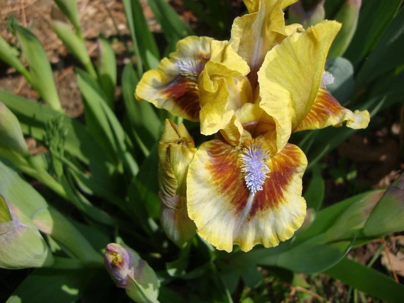 Photo of Standard Dwarf Bearded Iris (Iris 'Eye of Newt') uploaded by Paul2032