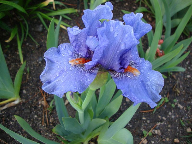 Photo of Intermediate Bearded Iris (Iris 'Fire in the Sky') uploaded by Paul2032