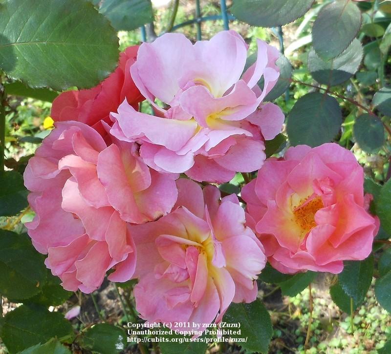 Photo of Rose (Rosa 'Lilian Austin') uploaded by zuzu