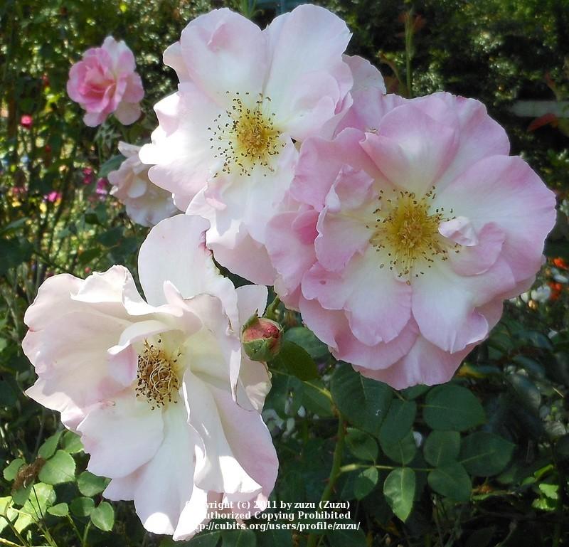 Photo of Rose (Rosa 'Marinette') uploaded by zuzu