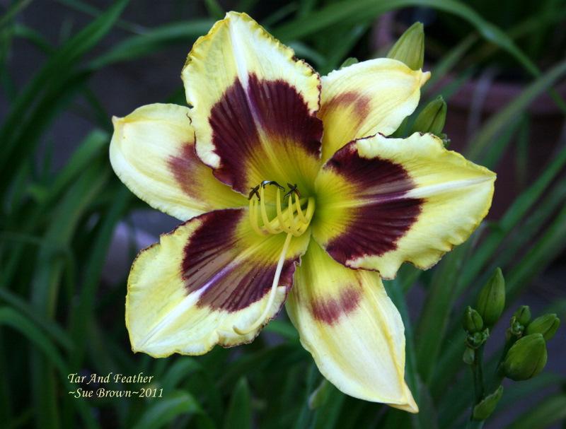 Photo of Daylily (Hemerocallis 'Tar and Feather') uploaded by Calif_Sue