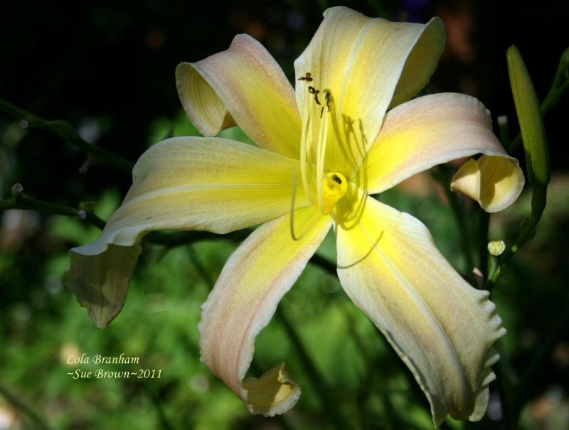 Photo of Daylily (Hemerocallis 'Lola Branham') uploaded by Calif_Sue