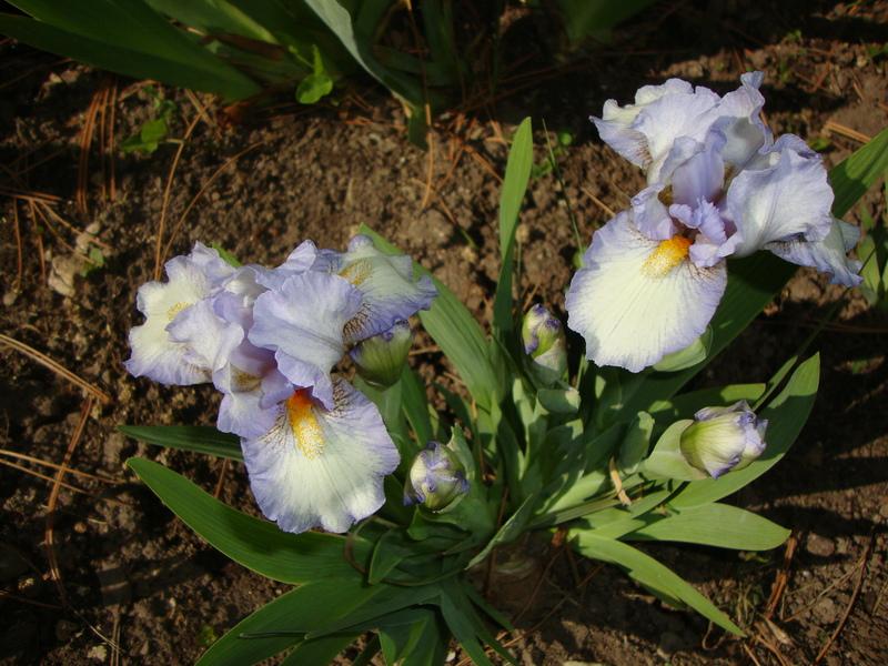 Photo of Standard Dwarf Bearded Iris (Iris 'Canadian Kisses') uploaded by Paul2032