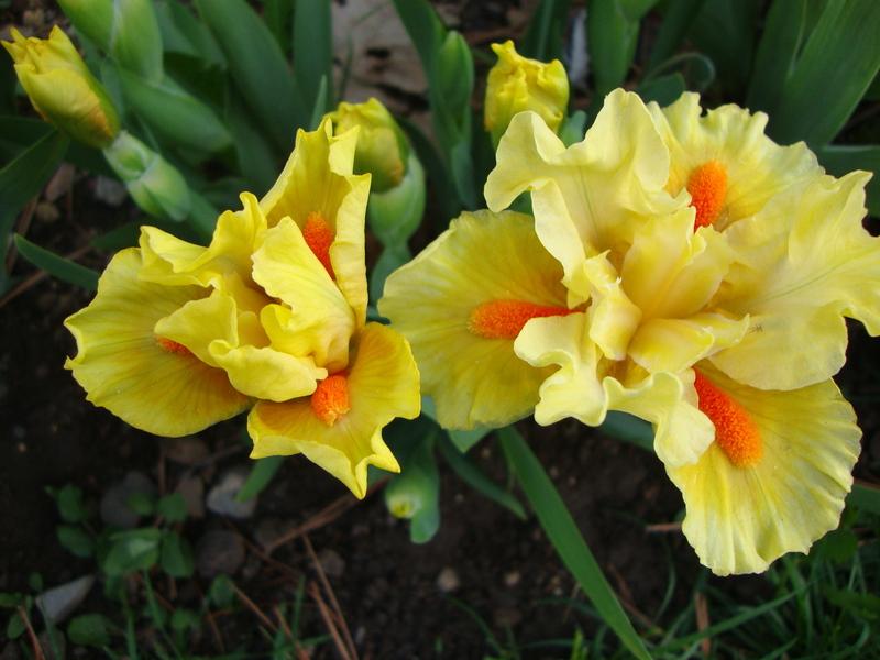 Photo of Standard Dwarf Bearded Iris (Iris 'Lost Art') uploaded by Paul2032