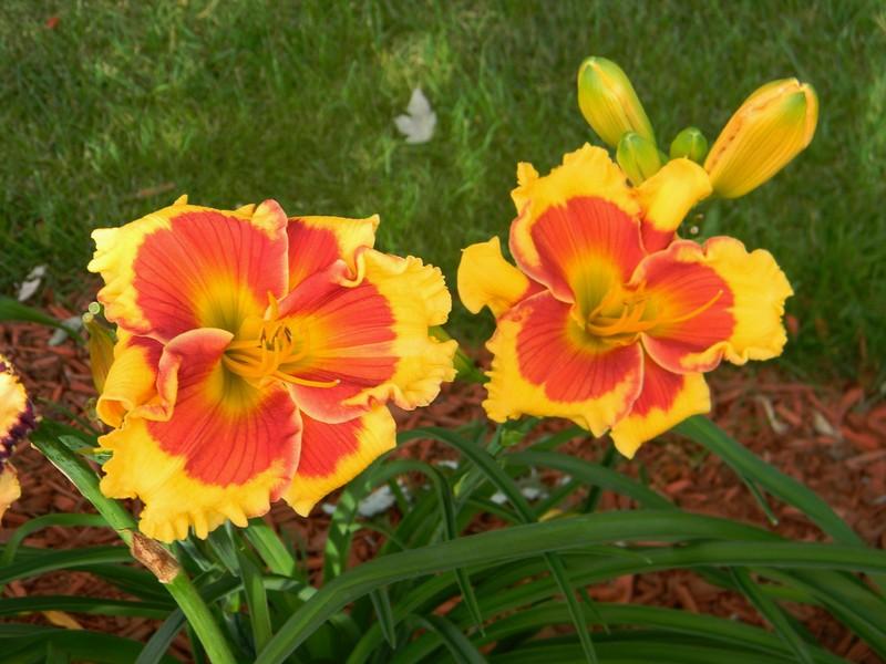 Photo of Daylily (Hemerocallis 'Connie Can't Have It') uploaded by mattsmom
