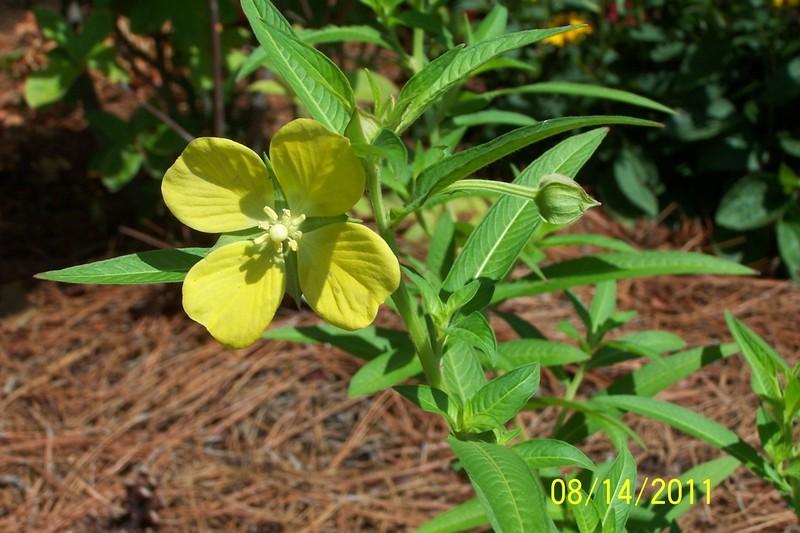 Photo of Seed Box (Ludwigia alternifolia) uploaded by dave