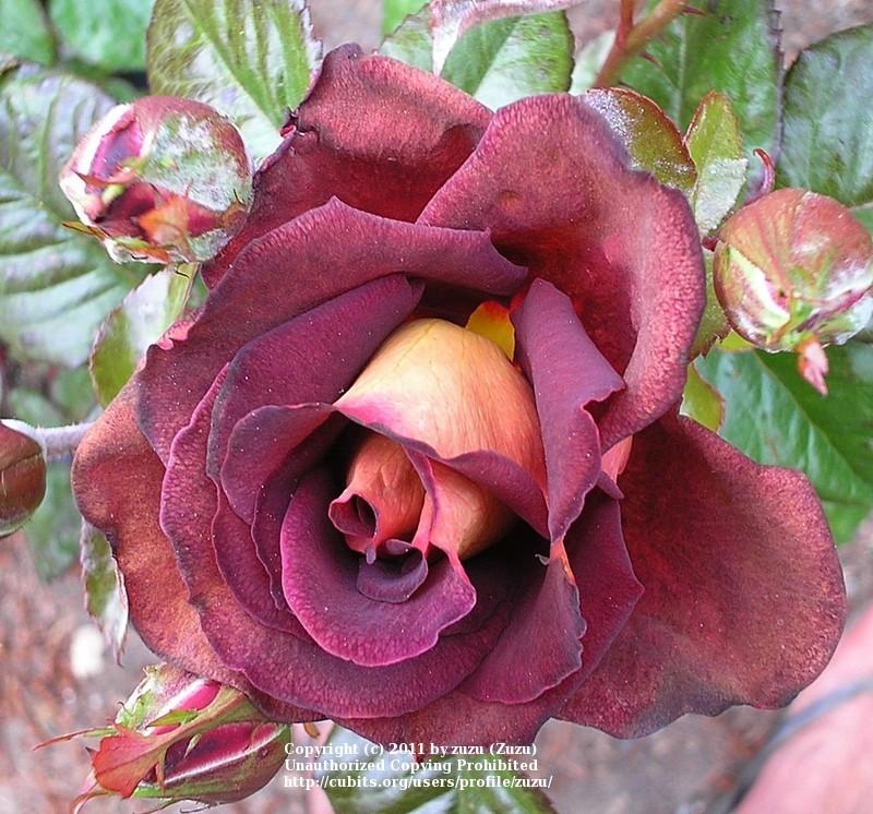Photo of Rose (Rosa 'Garden Director Bartje Miller') uploaded by zuzu