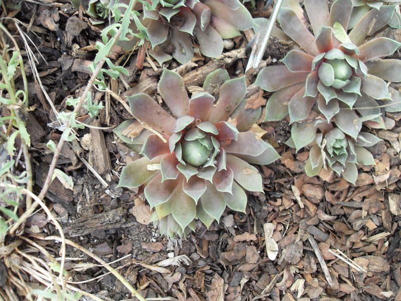 Photo of Hen and Chicks (Sempervivum 'Rose Queen') uploaded by picklepuff