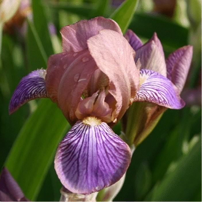 Photo of Miniature Tall Bearded Iris (Iris 'Persona') uploaded by avmoran