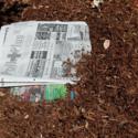 Newspaper as Mulch