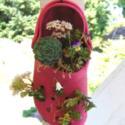 Using Old Shoes as Planters