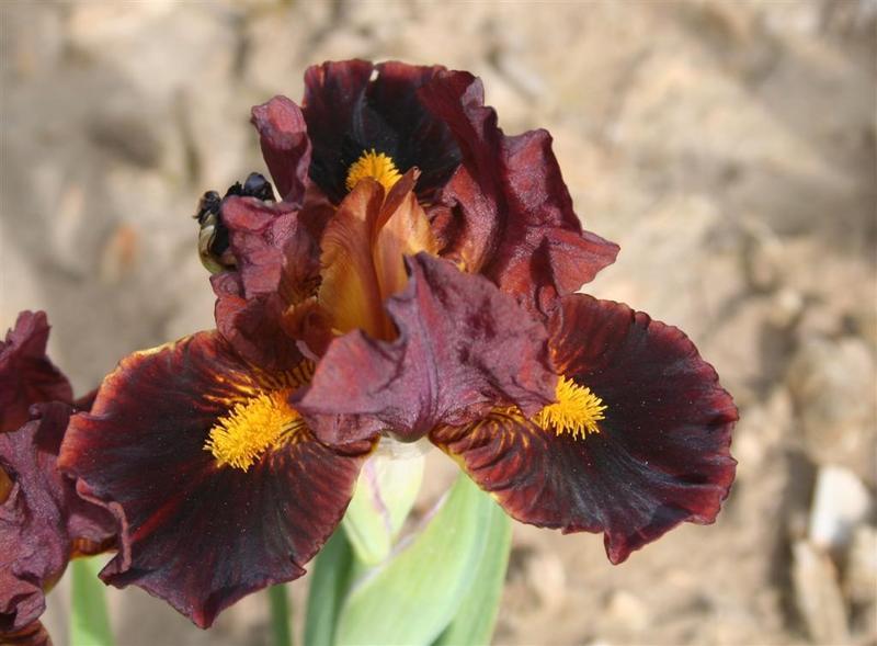 Photo of Standard Dwarf Bearded Iris (Iris 'Irrepressible') uploaded by KentPfeiffer