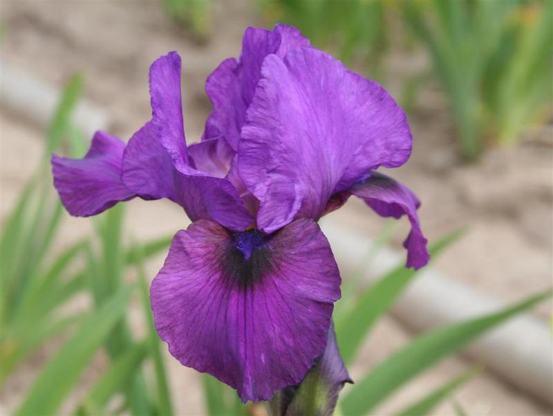 Photo of Arilbred Iris (Iris 'Parable') uploaded by KentPfeiffer