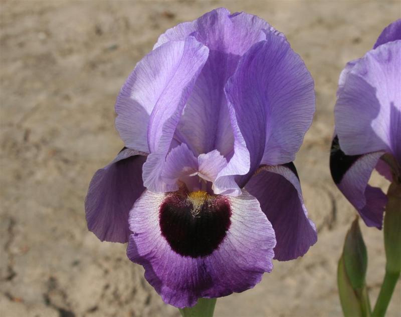 Photo of Arilbred Iris (Iris 'Lancer') uploaded by KentPfeiffer