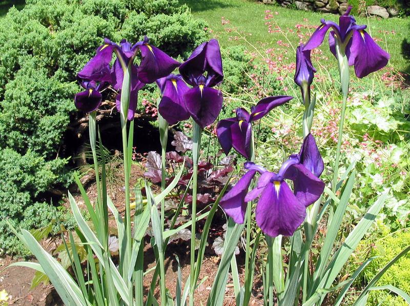 Photo of Japanese Iris (Iris ensata 'Silverband') uploaded by eclayne