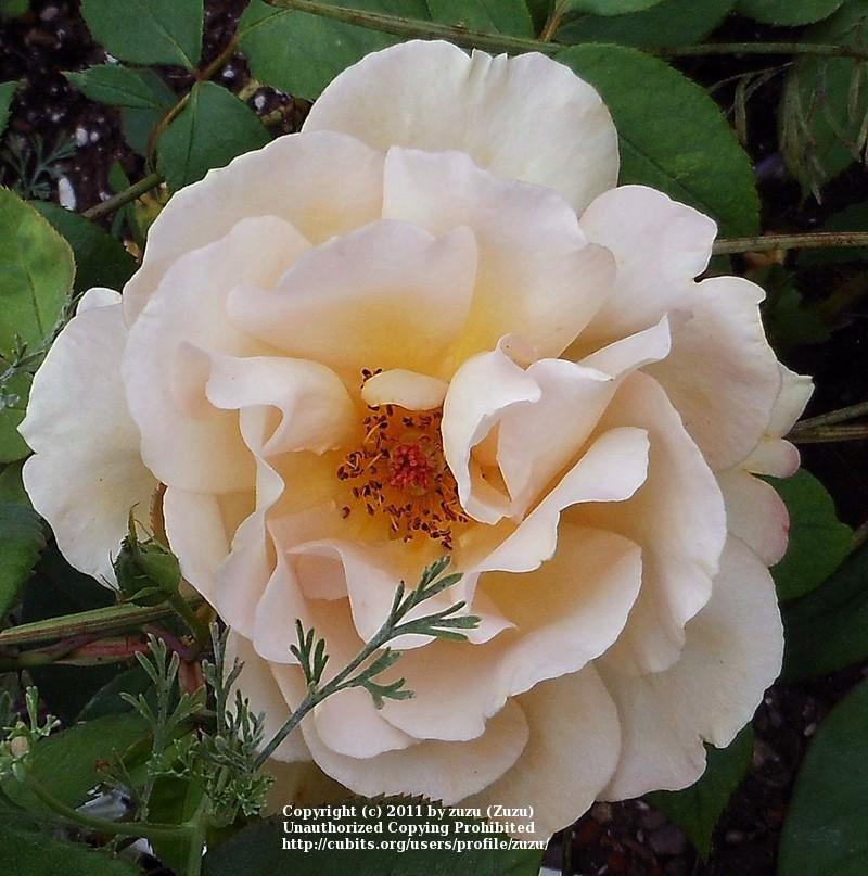 Photo of Rose (Rosa 'Butterscotch 1942') uploaded by zuzu