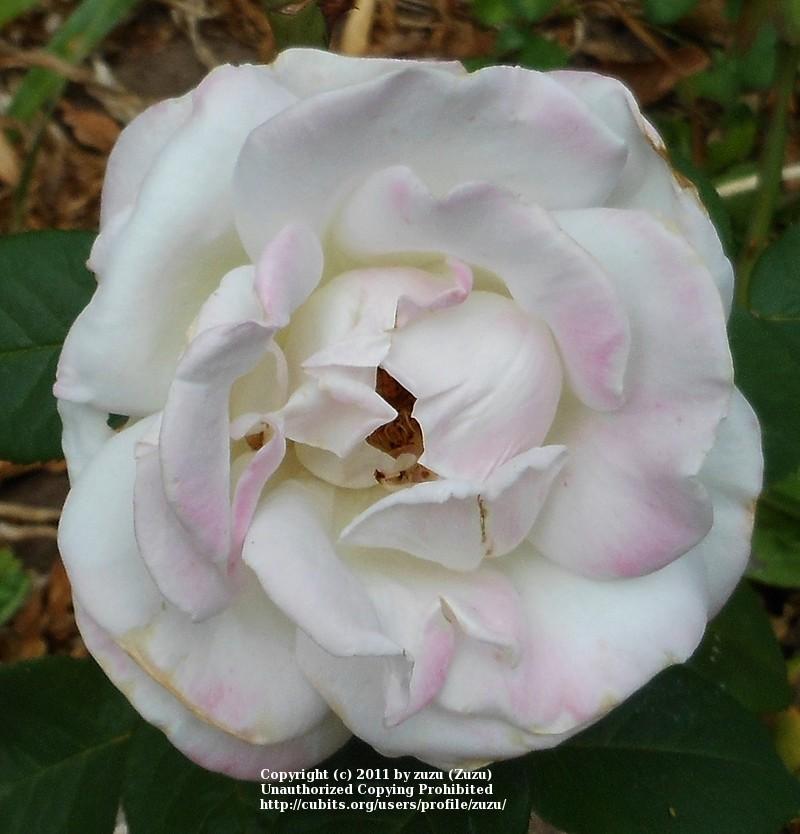 Photo of Rose (Rosa 'World War II Memorial Rose') uploaded by zuzu