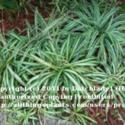 Grow Your Spider Plant Outdoors