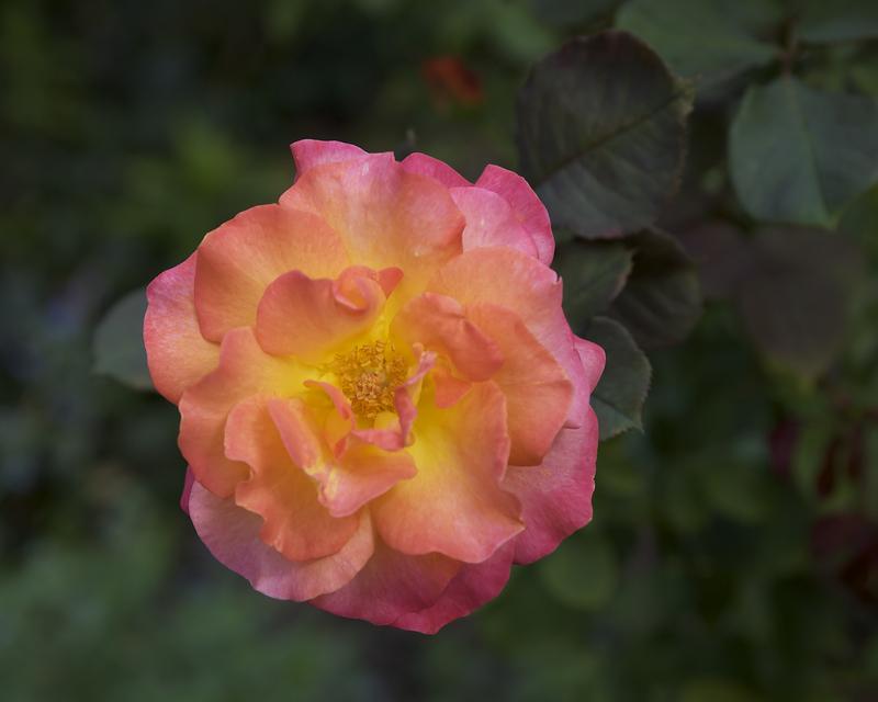 Photo of Hybrid Tea Rose (Rosa 'Rio Samba') uploaded by Mike