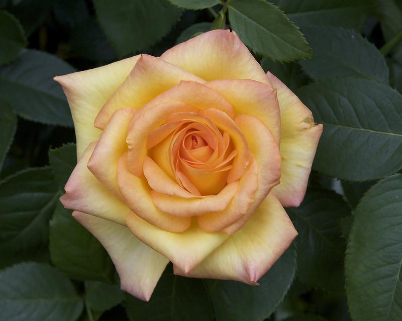 Photo of Rose (Rosa 'Gold Medal') uploaded by Mike