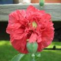 Time To Sow Poppies