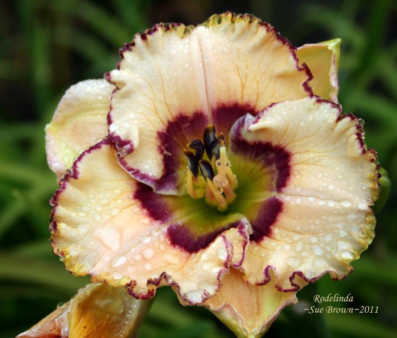 Photo of Daylily (Hemerocallis 'Rodelinda') uploaded by Calif_Sue