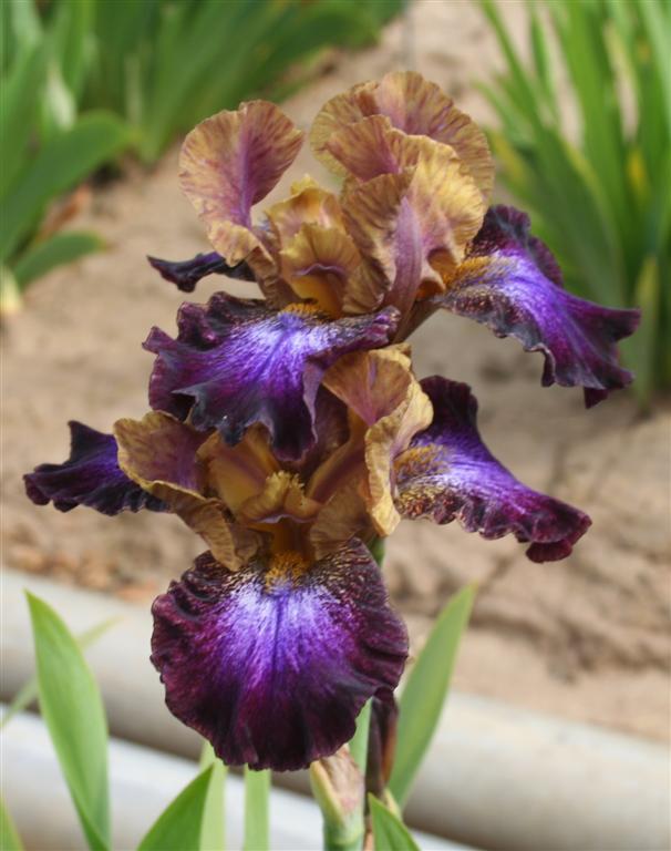 Photo of Intermediate Bearded Iris (Iris 'Parting Glances') uploaded by KentPfeiffer