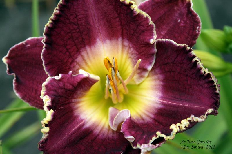 Photo of Daylily (Hemerocallis 'As Time Goes By') uploaded by Calif_Sue