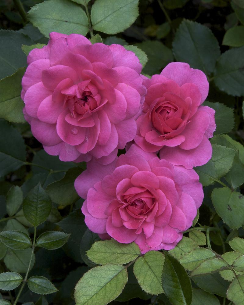Photo of Rose (Rosa 'Sir John Betjeman') uploaded by Mike