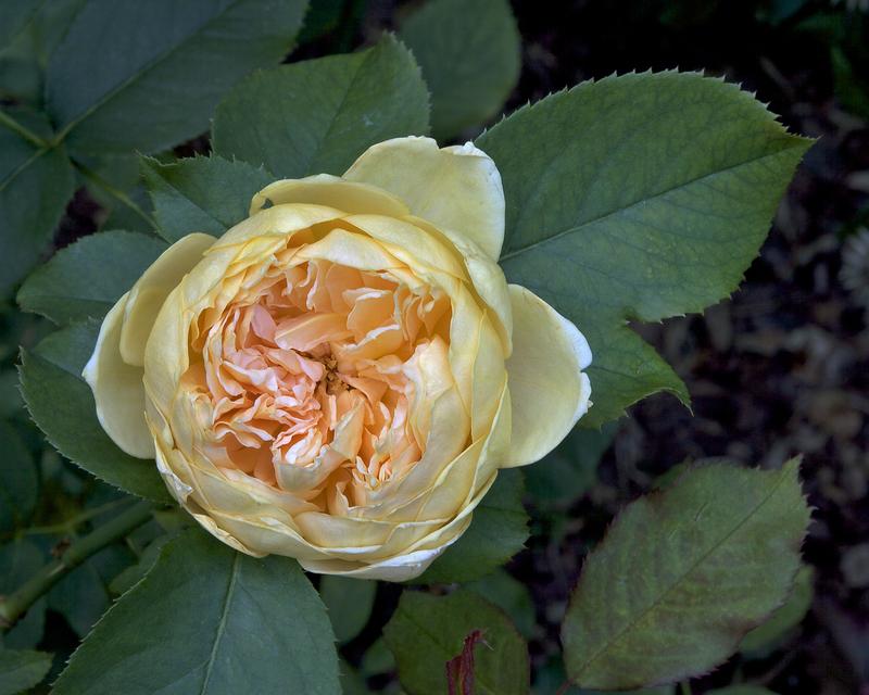 Photo of English Shrub Rose (Rosa 'Crown Princess Margareta') uploaded by Mike